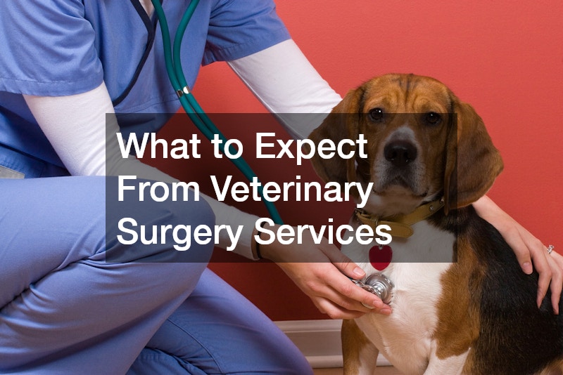 What to Expect From Veterinary Surgery Services